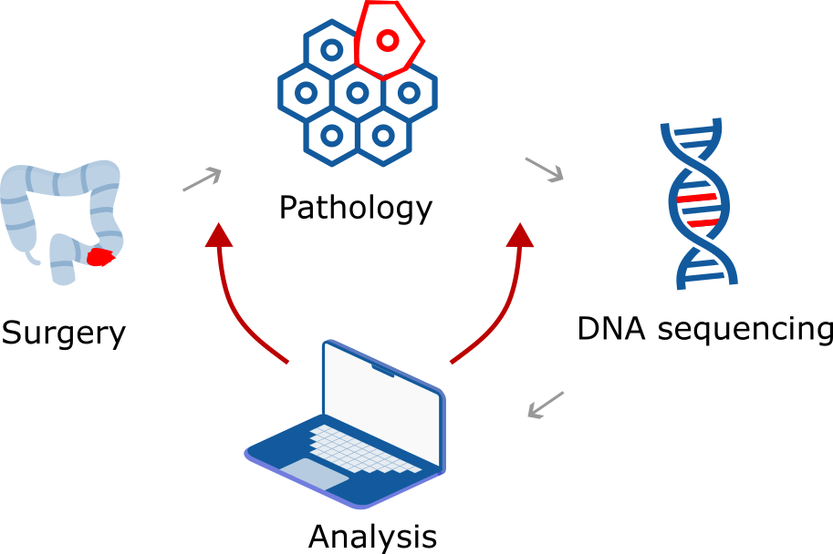 Schematic of genome architecture, microbiota, lifestyle and immune system alongside mutational landscape